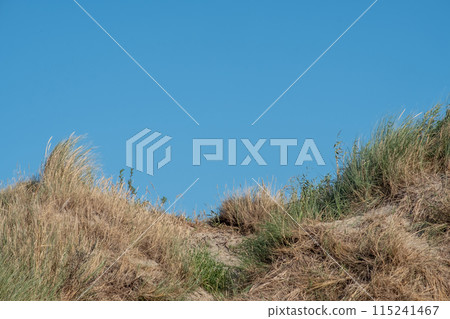 Tranquil Dune Grass Swaying in Coastal Breeze 115241467