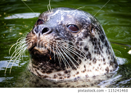 Closeup photo of a Harbour Seal in water with whiskers, spotted fur, and expressive eyes Closeup photo of a Harbour Seal in water with whiskers, spotted fur, and expressive eyes 115241468
