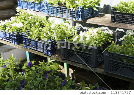 Seedling plant market. Spring seedlings flowers and garden plants for sale Seedling plant market. Spring seedlings flowers and garden plants for sale 115241737