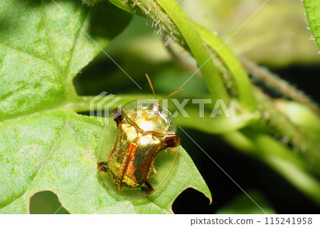 Jingasa beetle Jingasa beetle 115241958