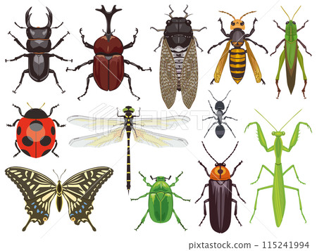 Summer insect illustration set 115241994