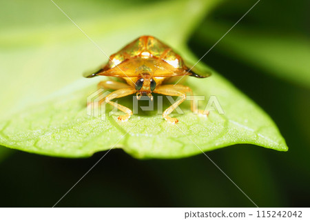 Jingasa beetle 115242042