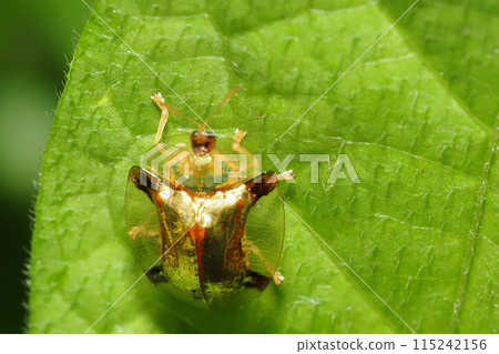 Jingasa beetle 115242156