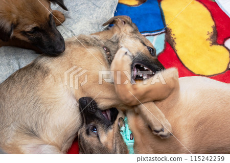 Two dogs playing on a blanket close up Two dogs playing on a blanket close up 115242259