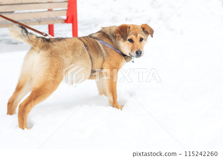 A brown dog on a leash in the snow, showing types of dogs in the Sporting Group A brown dog on a leash in the snow, showing types of dogs in the Sporting Group 115242260