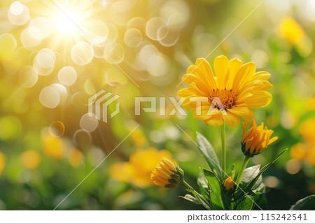 Beautiful yellow wildflowers against the backdrop of a meadow in the sun 115242541