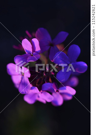 Hesperis matronalis. Purple flowers of the night violet in the rays of the sun. 115242621