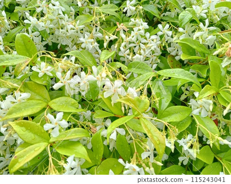 nature background with hedge and small white flowers 115243041