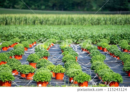 Rows of potted mums on a farm with irrigation lines ground cover 115243124