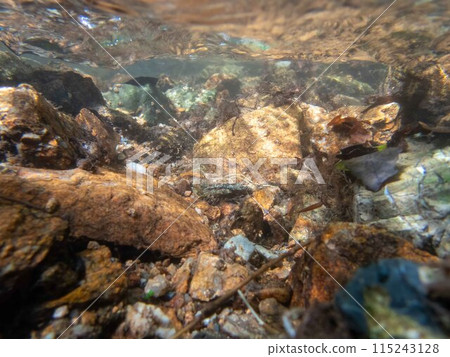 Underwater flowing stream colorful creek bed colorful pebbles nature 115243128
