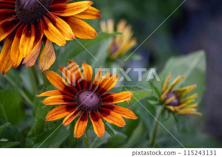 Gloriosa Daisy closeup in outdoor garden background with copy space Gloriosa Daisy closeup in outdoor garden background with copy space 115243131