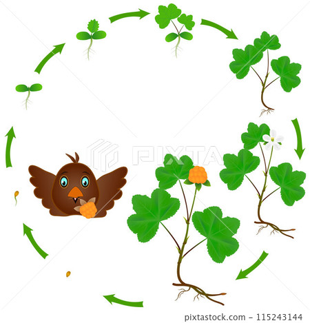 Life cycle of a cloudberry plant on a white background. 115243144