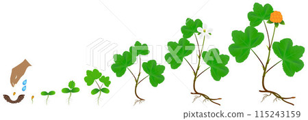 Cycle of growth of a cloudberry plant on a white background. Cycle of growth of a cloudberry plant on a white background. 115243159