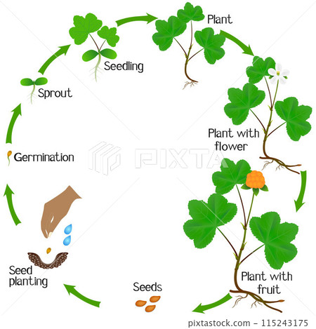 A growth cycle of cloudberry plant on a white background. 115243175
