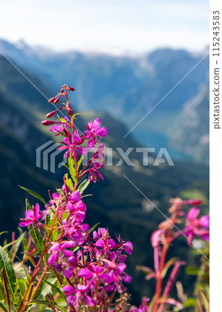 View from the Kehlsteinhaus towards the Alps, Berchtesgarden 115243583