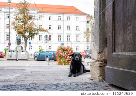 Young Dog waiting at a gate in Regensburg for his master 115243620