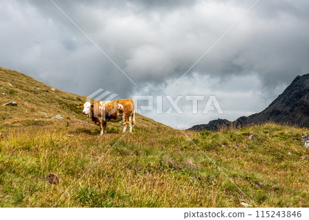 Scenic alpine landscape in the High Tauern National Park during a hike around Mt. Grossglockner Scenic alpine landscape in the High Tauern National Park during a hike around Mt. Grossglockner 115243846