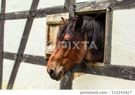 A beautiful horse looking out of the window of a half-timbered house A beautiful horse looking out of the window of a half-timbered house 115243927