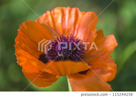 Close up for one orange poppy flower on green natural background 115244256