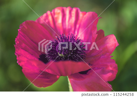 Close up for one purple poppy flower on green natural background Close up for one purple poppy flower on green natural background 115244258