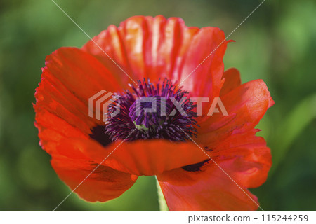 Close up for one red poppy flower on green natural background Close up for one red poppy flower on green natural background 115244259