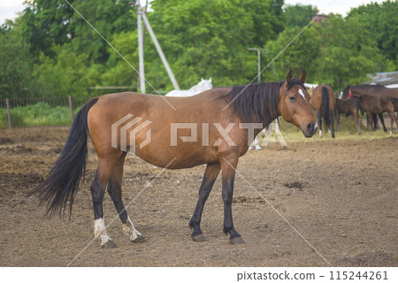 One bay horse, orlov trotter race outdoors One bay horse, orlov trotter race outdoors 115244261