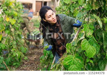 Asian female gardener harvesting green peas Asian female gardener harvesting green peas 115244379