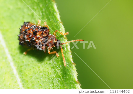 Kiberi thorny leaf beetle (Kiberi thorny leaf beetle) 115244402