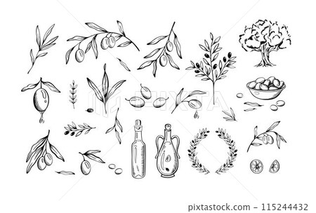 Hand drawn olive. Sketch branches, leaves and oil bottles, olive tree and wreaths for natural product designs. Isolated vector illustrations set. 115244432