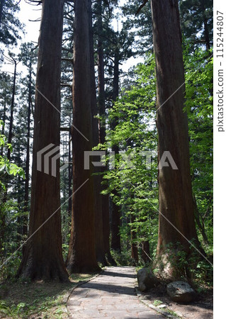 Haguroyama的雪松樹 115244807