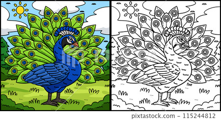 Peacock Bird Coloring Page Colored Illustration Peacock Bird Coloring Page Colored Illustration 115244812