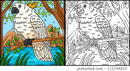 Cockatoo Bird Coloring Page Colored Illustration Cockatoo Bird Coloring Page Colored Illustration 115244814