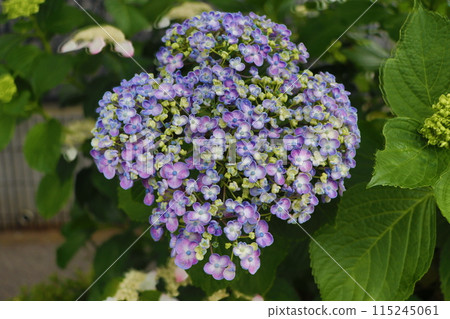 Hydrangea 115245061