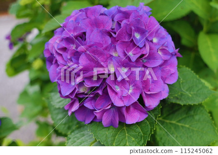 Hydrangea Hydrangea 115245062