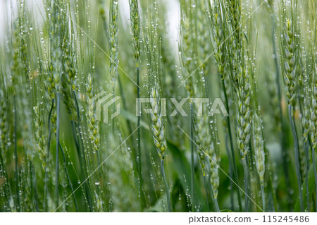 被晨露弄濕的麥穗 115245486