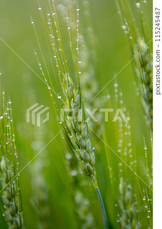 被晨露弄濕的麥穗 115245487