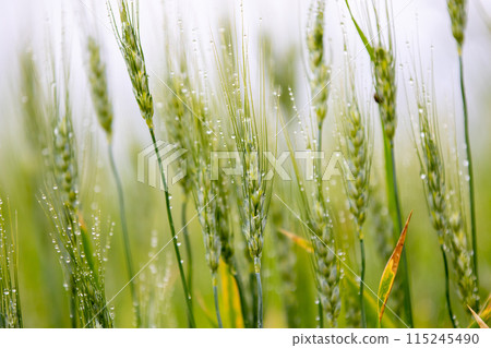 被晨露弄濕的麥穗 115245490