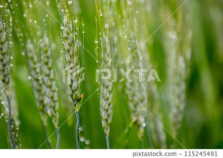 被晨露弄濕的麥穗 被晨露弄濕的麥穗 115245491