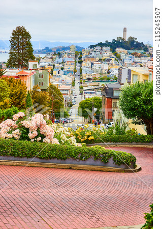 Downward look at Lombard Street with winding road and distant Coit Tower Downward look at Lombard Street with winding road and distant Coit Tower 115245507