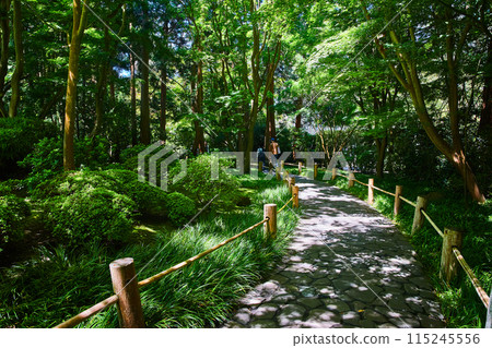 Cobblestone trail with bamboo railing and people walking along nature path 115245556