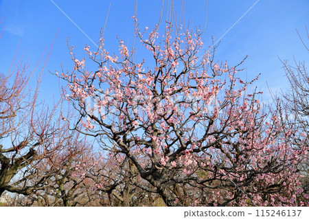 Cute pink plum blossoms - Red winter solstice 115246137