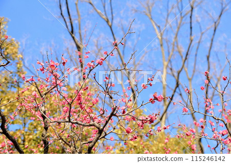 Plum Blossoms Eight Yellow Clouds 115246142