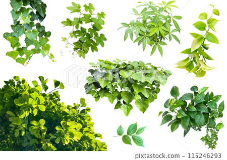 Assortment of various leaves (transparent background) 115246293