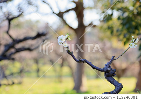 白梅花冬至 白梅花冬至 115246391