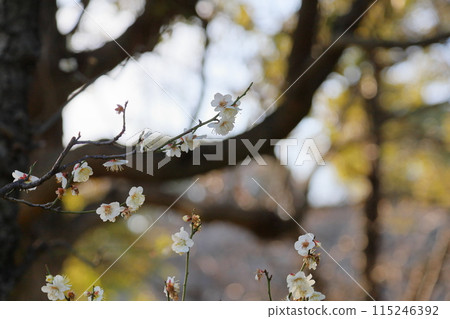 白梅花冬至 白梅花冬至 115246392