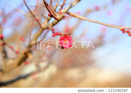 Vivid red plum blossoms - Kagoshima Beni 115246397