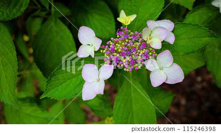  Gaku hydrangea 115246398