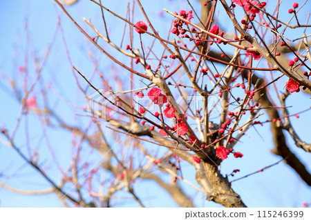 Vivid red plum blossoms - Kagoshima Beni 115246399