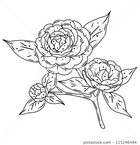 Illustration of camellia branch. Beautiful decorative plant. 115246494