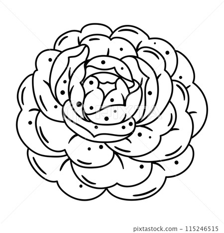 Illustration of camellia flower. Beautiful decorative plant. Illustration of camellia flower. Beautiful decorative plant. 115246515